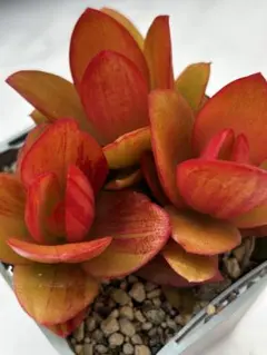 にゃおりん♡様 リクエスト 2点 まとめ商品