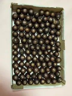 くぬぎ　どんぐり約100個 ④