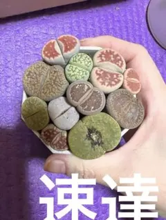 速達◡̈︎*Merry Smile様 リクエスト 4点 まとめ商品