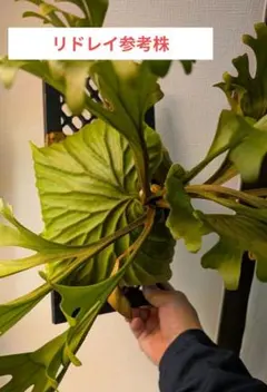 朝日様 リクエスト 2点 まとめ商品