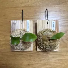 uzutan様 リクエスト 2点 まとめ商品