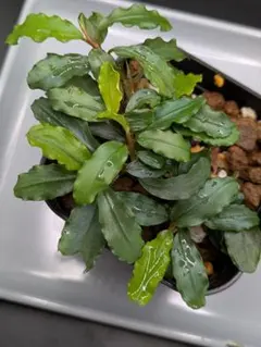 Bucephalandra sp. Variegata Hn:福袋 CAKUMI - メルカリ