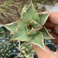 2026年最新】冰雹 アガベの人気アイテム - メルカリ