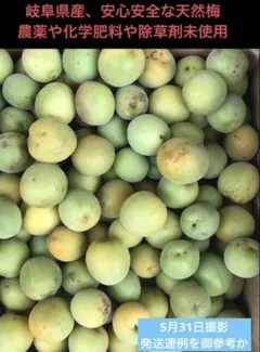 山口県周防大島産 青梅〜黄緑梅 5kg - メルカリ