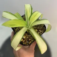 2026年最新】アテナータ 翡翠盤の人気アイテム - メルカリ