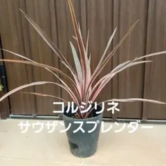 ピンクのコルジリネ サウザンスプレンダー ロック調セメント鉢植え 苗