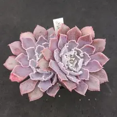 15％OFFꫛᥱꪝ✩多肉植物☆エケベリア「ピンクフリル」☆抜き苗 2026年最新】多肉 ピンクフリルの人気アイテム - メルカリ