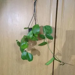 【みのむし】ホヤ アルゲンティアプリンセス【タグ鉢付メルカリ便】サクララン ホヤ アルゲンティア プリンセス【現品・タグ付・鉢付・メルカリ