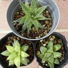 2298A ナイルの一滴実生 多肉植物 ハオルチア アロエ - メルカリ