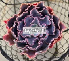 dog17様 リクエスト 2点 まとめ商品