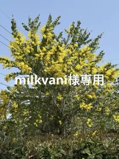 milkvani様専用　パールアカシア