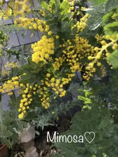 ポジポジ様 リクエスト 4点 まとめ商品