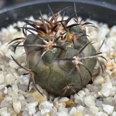 【自根】コピアポア デュラ/銅鑼丸VALIEM バリエム Sサイズ デビル鉢付き 自根】コピアポア デュラ/銅鑼丸VALIEM バリエム Sサイズ デビル