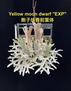 yellow moon dwarf totoro　胞子培養　2　ビカクシダ yellow moon dwarf totoro 胞子培養 2 ビカクシダ - メルカリ