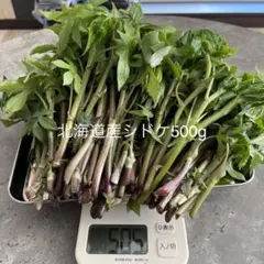 北海道産 天然物 シドケ モミジガサ 500g ※注文入り次第採りに行きます 