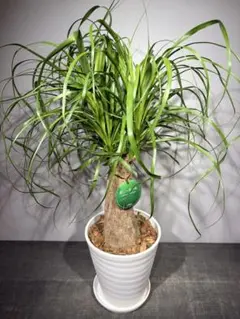 2026年最新】トックリランの人気アイテム - メルカリ