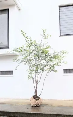 2026年最新】山採り ハイノキの人気アイテム - メルカリ