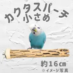 2025年最新】カクタスパーチの人気アイテム - メルカリ