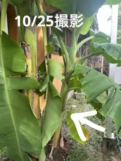 最終価格　ドワーフナムワバナナ中〜大苗　7本 植え付け最適期!!キングオブバナナ!お庭でも! ドワーフ