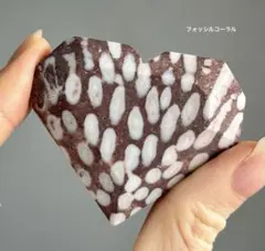 sufiakun様　ラスト　高品質　フォッシルコーラル　珊瑚　カクカクハート