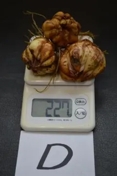 2026年最新】ヤマユリ 種の人気アイテム - メルカリ