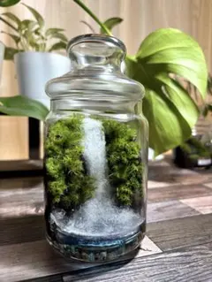 Yuオーダー品　苔テラリウム　コケリウム　心癒す我が家のオアシス 苔テラリウム コケリウム 心癒す我が家のオアシス - メルカリ