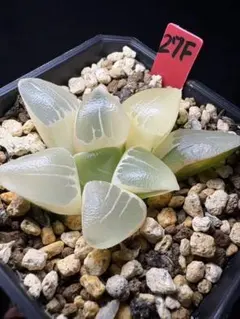 27f 多肉植物　ハオルチア　丸葉コレクタ実生糊斑　自家繁殖　鉢植え発送 2026年最新】ハオルチア 糊斑の人気アイテム - メルカリ