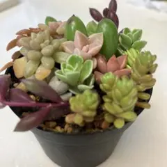 2026年最新】多肉植物 朧月の人気アイテム - メルカリ