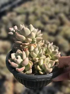 Top【選抜株】多肉植物 26780アボカドクリーム 6個 鉢無し/脱土 - メルカリ