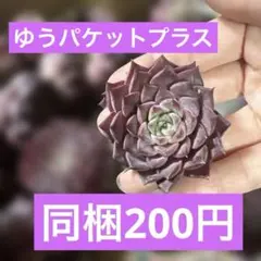 ゆうパケットプラス　んみ様 リクエスト 5点 まとめ商品