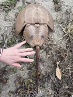 特大カブトガニ標本2体セット 特大カブトガニ標本2体セット 2025年最新】カブトガニ 標本の