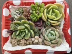 多肉植物　カット苗　詰め合わせ　寄せ植え　多肉弁当