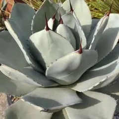 2026年最新】アガベ トランカータの人気アイテム - メルカリ