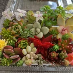 多肉植物 寄せ植え カット苗 詰め合わせ