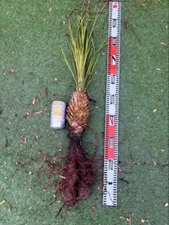大特価奉仕品‼️Yucca Elata 地植え株 強 耐熱 耐寒 プロフ必読！㉞