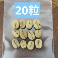 Tomomi様専用　自家製コーヒーに挑戦！コーヒーの木アラビカ種20粒セット