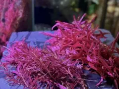 274☘️1年半管理株☘️⭐️ムルチ × リグリクス⭐️超小輪⭐️大木