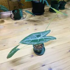 アロカシア ロンギロバ オーレア アロカシア・ロンギローバ I インドアプランツ I プラント