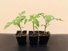 ごん様 リクエスト 2点 まとめ商品