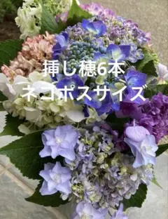 アジサイ ラピスラズリ 抜き苗 第4種便発送 - メルカリ
