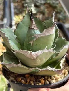 2026年最新】黒豹 アガベの人気アイテム - メルカリ