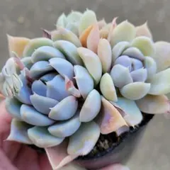 ・*.punchan‪‪‪.*¨̮・様 リクエスト 2点 まとめ商品