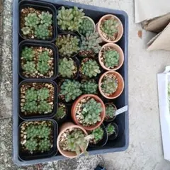 センペルビウム　メッテニー錦　12鉢セット　鉢植え発送 センペルビウム メッテニー錦 12鉢セット 鉢植え発送 - メルカリ