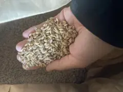 2025年最新】ハッピーヒル 種籾の人気アイテム - メルカリ