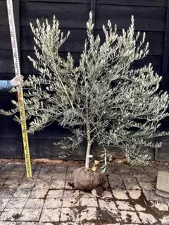 2026年最新】オリーブの木 カヨンヌの人気アイテム - メルカリ