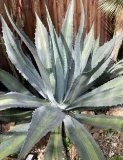 Himawari 1982様 リクエスト 2点 まとめ商品