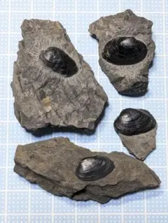 Item thumbnail for item e169d261-5584-4c4c-9e9a-61d835514ced