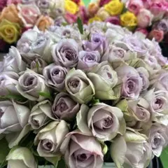 バラ（切り花 ・生花）ライラッククラシック　20㎝　60本　産地直送❗️鮮度抜群❗️のサムネイル