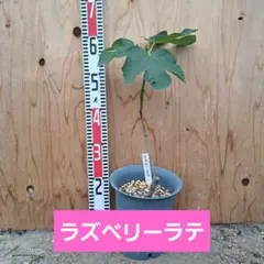 【メルカリ市のみの出品】イチジク苗木 ラズベリーラテ 3年生のサムネイル