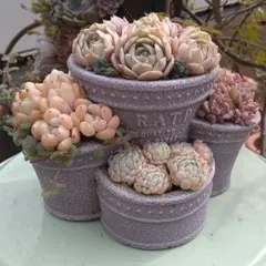 多肉植物寄植え【４つポケットの石膏？プランター】そのまま飾れる寄せ植え　匿名発送